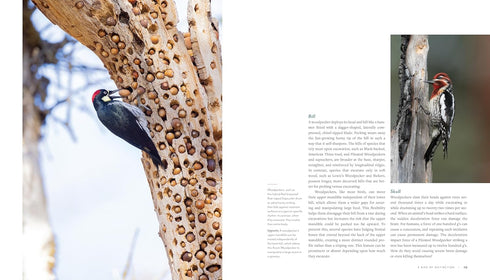 WOODPECKER: A YEAR IN THE LIFE OF NORTH AMERICAN WOODPECKERS - BANNICK. PAUL